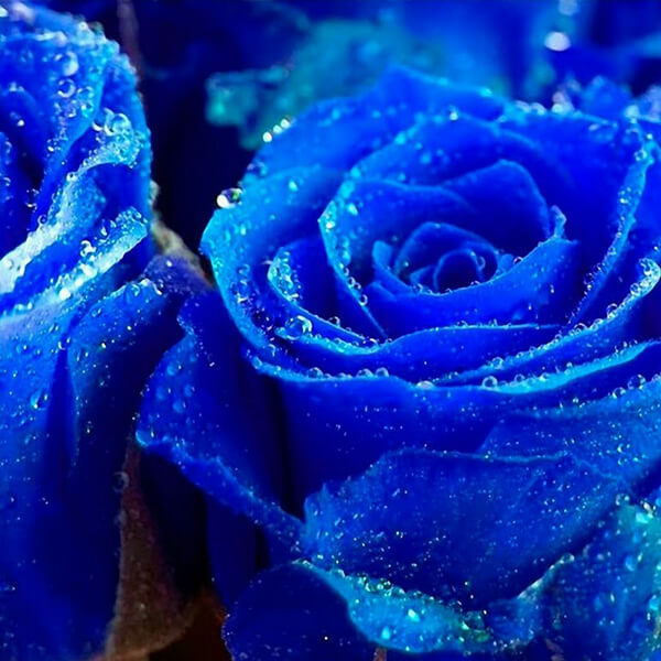 синие розы купить в москве