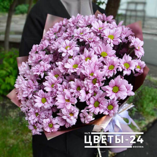 15 фиолетовых кустовых хризантем